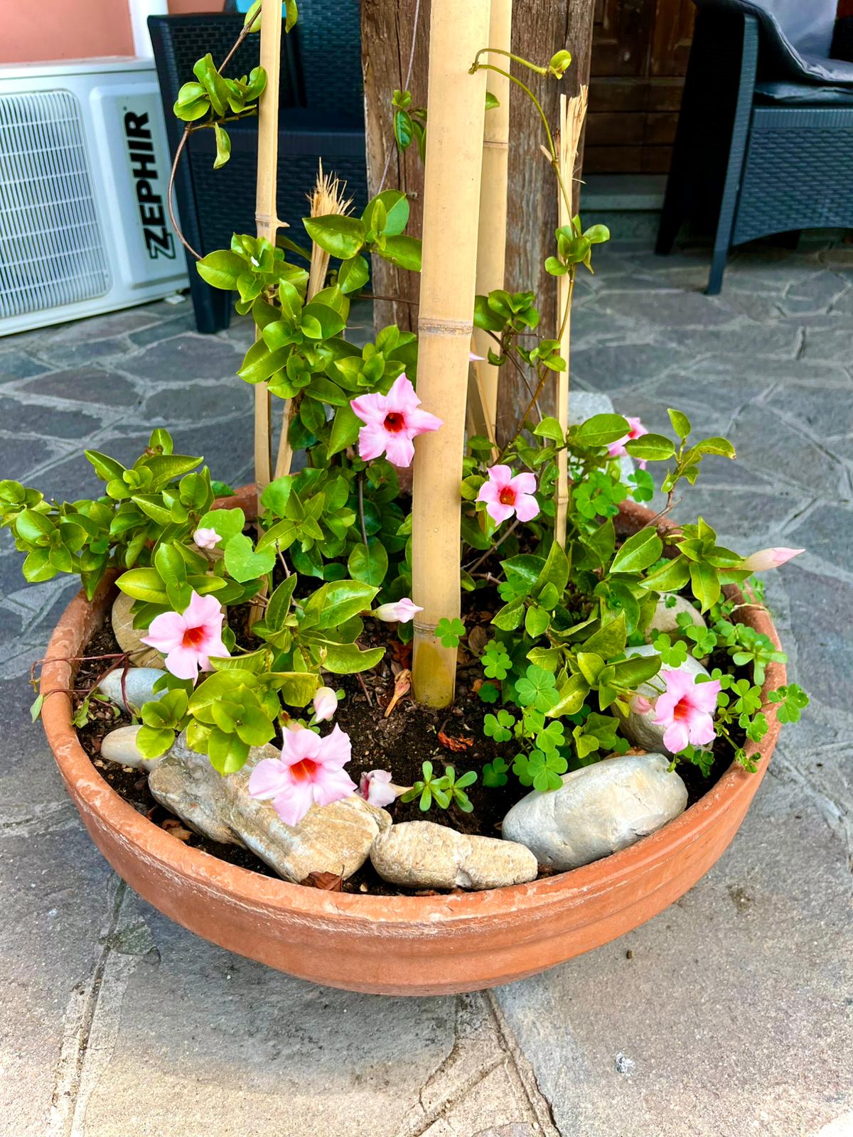 fiori rosa dell'orto in piena fioritura